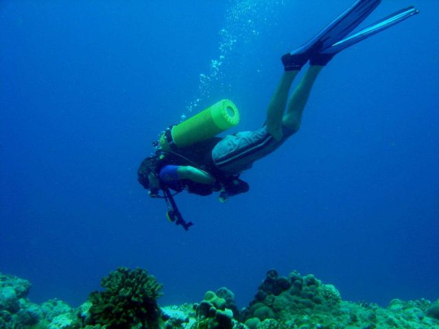 Divers looking and enjoying without disturbing the reef. Picture