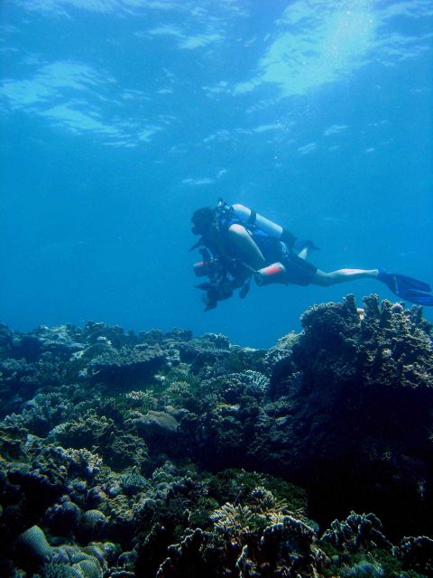 Divers looking and enjoying without disturbing the reef. Picture