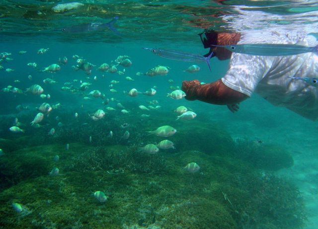 Make sure not to touch the bottom when snorkeling or scuba diving. Picture