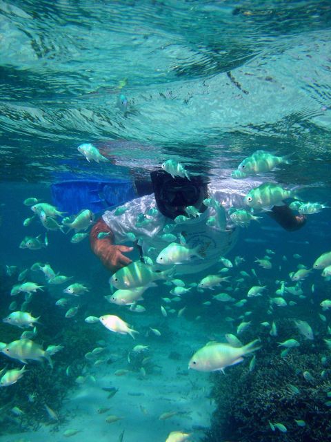 Dive tourism can place additional stress on reefs Picture