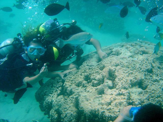 Dive tourists loving a coral reef structure to death as touching can damage or kill delicate coral polyps. Picture