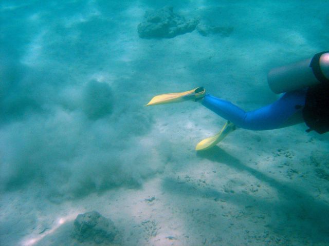 Careless trailing of flippers on bottom can add to sedimentation problems affecting coral reefs. Picture