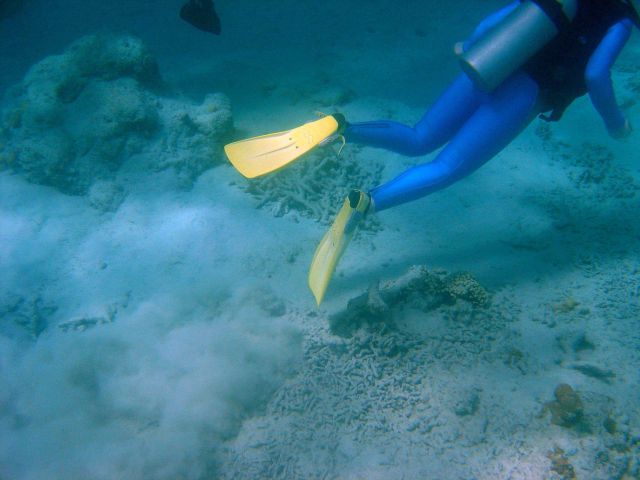 Careless trailing of flippers on bottom can add to sedimentation problems affecting coral reefs. Picture