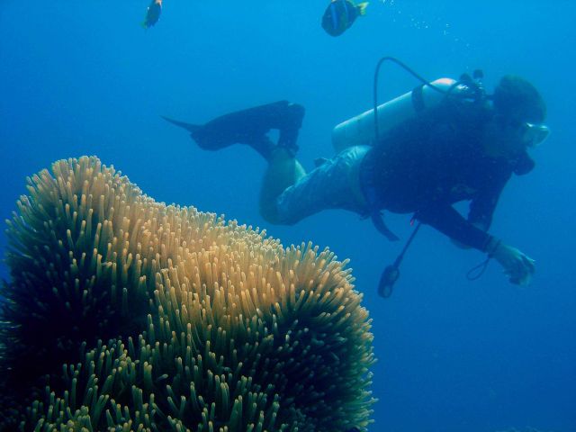 SCUBA diver refraining from touching reef animals Picture