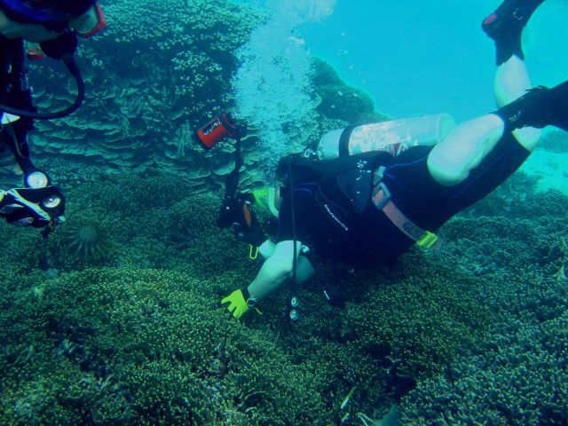 Divers unnecessarily touching and handling coral and coral reef animals place unnecessary stress on the reef and could kill many delicate creatures. Picture