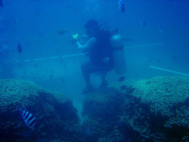 Photographer standing on coral to obtain photograph of tourists could be causing damage to delicate coral polyps Picture