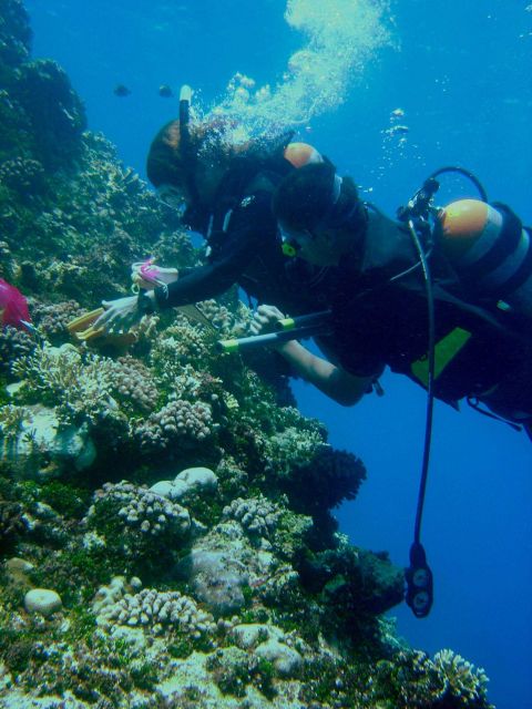 Scientist studying area affected by coral reef bleaching. Picture