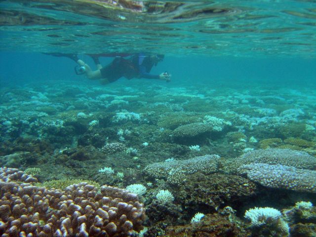 Scientist studying area affected by coral reef bleaching. Picture