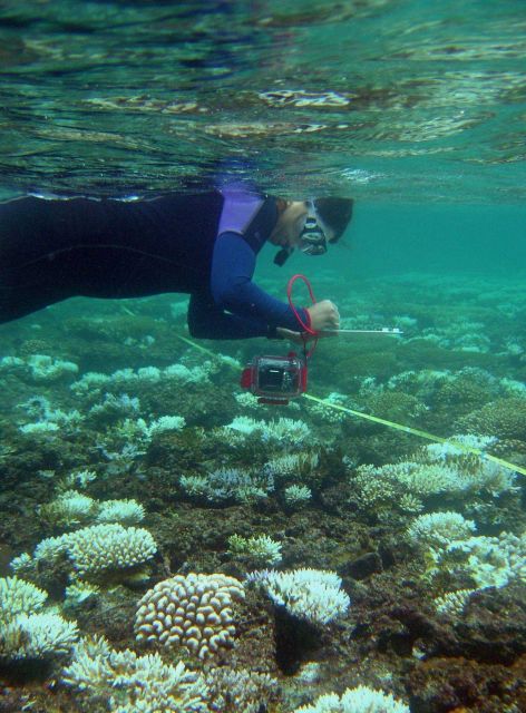 Scientist studying area affected by coral reef bleaching. Picture