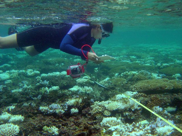 Scientist studying area affected by coral reef bleaching. Picture