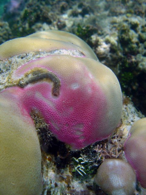 Disease ravaged coral. Picture