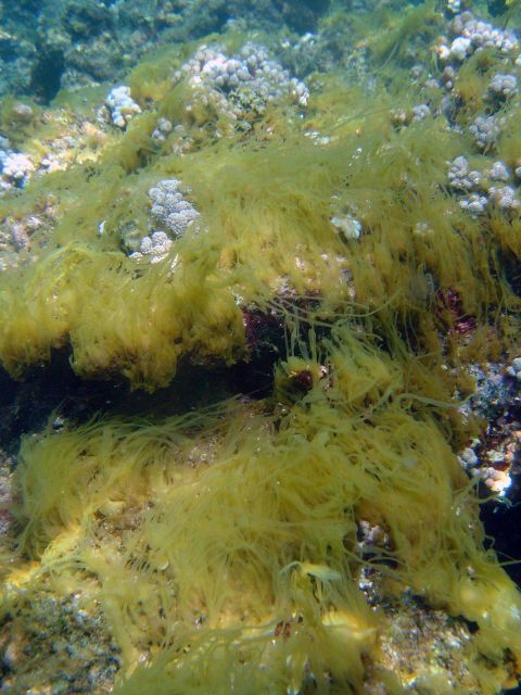 Algae covering dead coral reef. Picture