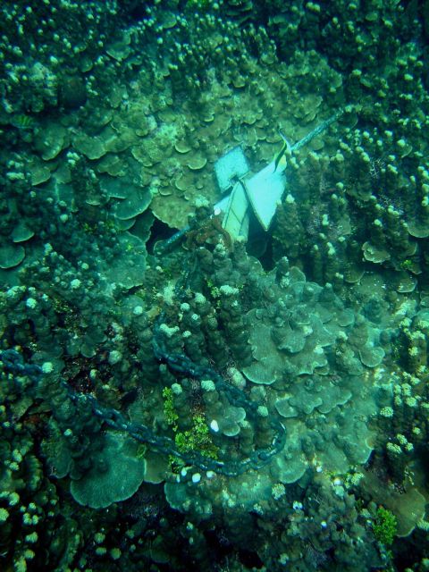 Careless anchoring adds to stress on otherwise healthy coral reef Picture