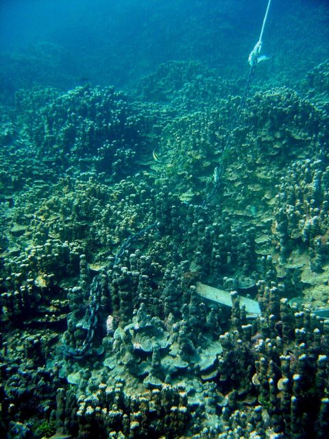 Careless anchoring adds to stress on otherwise healthy coral reef Picture
