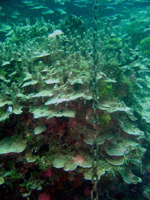 Careless anchoring adds to stress on otherwise healthy coral reef Picture