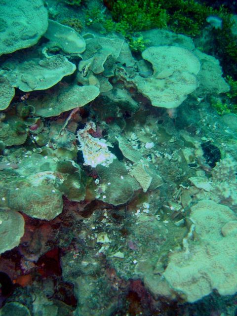 Note broken coral where anchor chain had overlain coral reef. Picture
