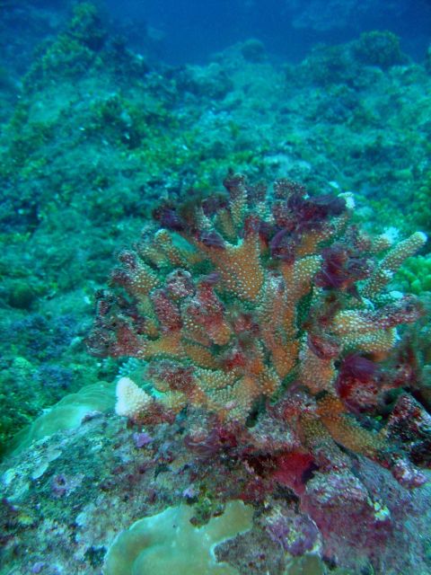 Diseased and dying coral . Picture