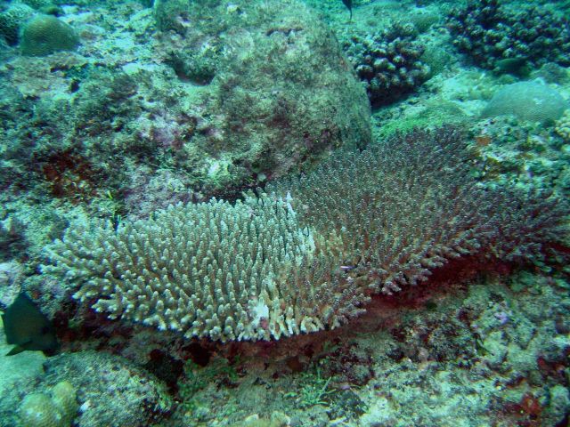 Diseased and dying coral . Picture