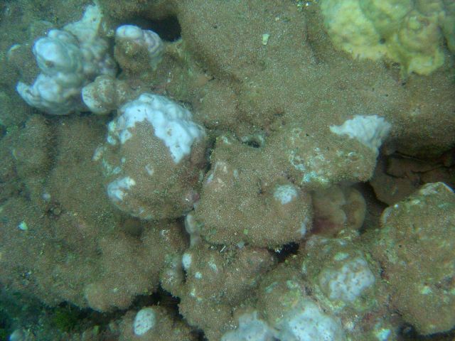Sediment outwash killing a reef. Picture