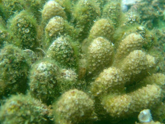 Dead and dying coral covered by algae. Picture