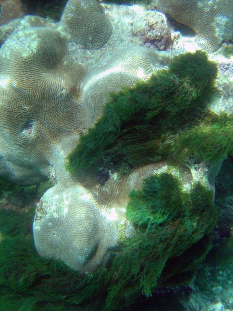 Thick green algae overgrowing coral. Picture