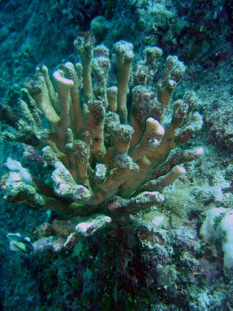 Diseased and weakened coral. Picture