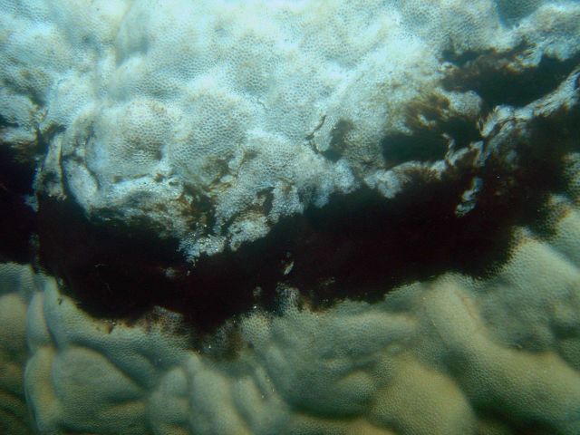 Dead coral on top, algae band in middle, and darker diseased zone between algae and relatively healthy coral. Picture