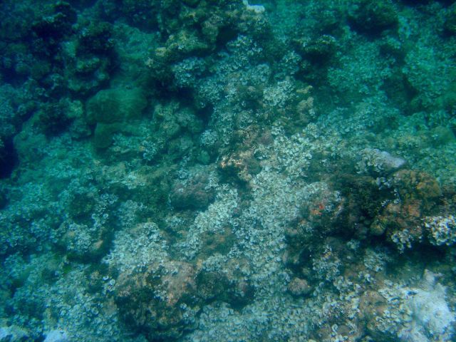 An area of dead coral on an escarpment. Picture