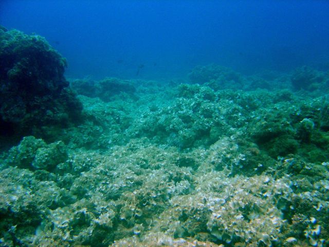 A desolated area of reef. Picture