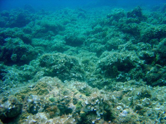 A desolated area of reef. Picture