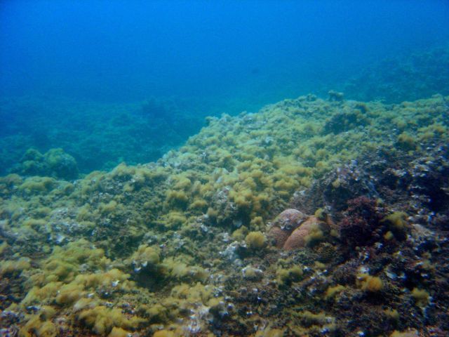 Algae-covered dead reef. Picture