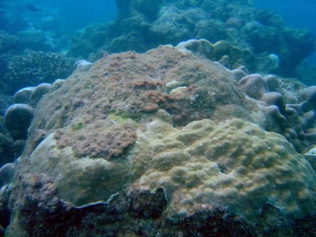 Algae encroaching upon diseased and dying coral. Picture