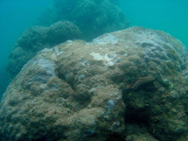 A dying reef area. Picture