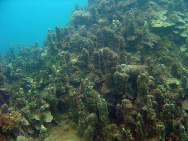 Algae encroaching upon diseased and dying coral. Picture