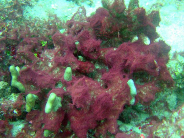 Red algae encroaching upon diseased and dying coral. Picture