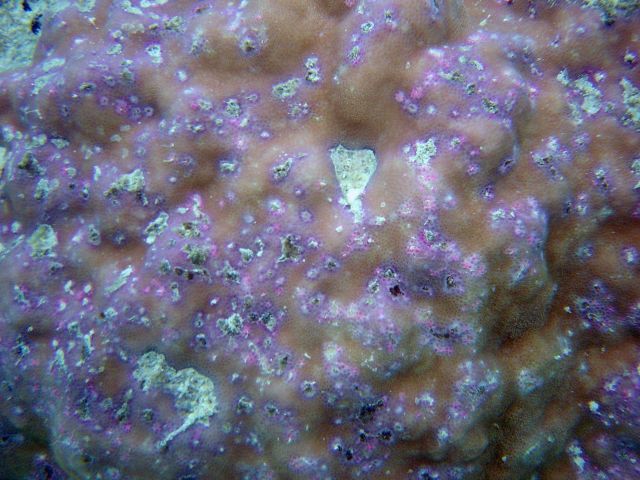Pink diseased areas upon a dying coral structure. Picture