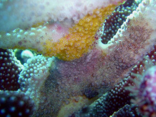 Diseased coral. Picture