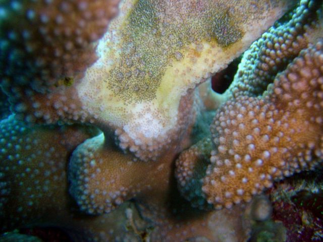 Diseased coral. Picture