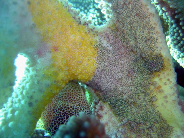 Diseased coral. Picture