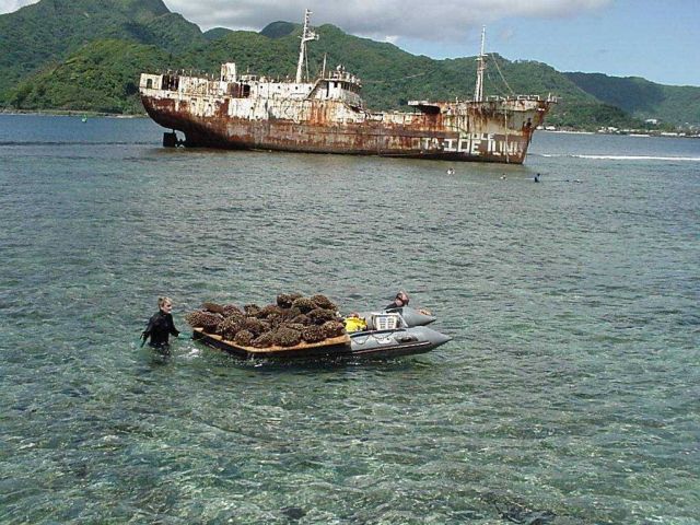 Using a skiff to transport corals to transplant site off a wreck at the entrance to the harbor at American Samoa. Picture