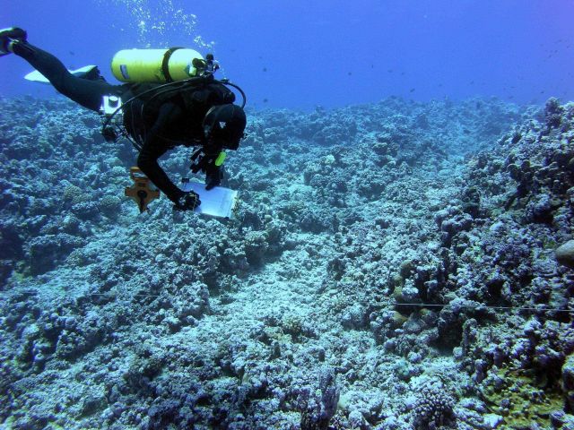 A biologist records substrate composition along a transect line during an underwater survey at Rose Atoll. Picture