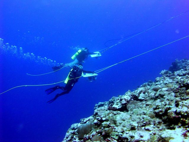 Two divers are towed behind a small boat in order to survey a large area of coral reef. Picture