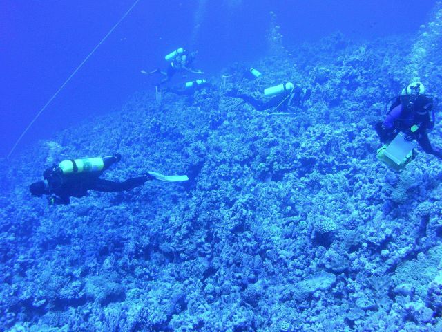 Benthic survey divers studying the coral reef benthic fauna and flora Picture