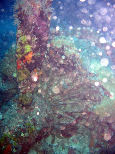 Coral encrusted engine of Betty Bomber shot down over Chuuk Lagoon. Picture