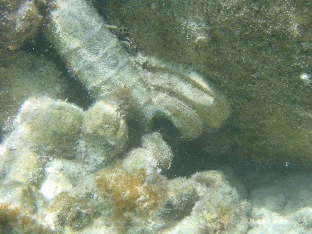 Closeup of World War II mine that drifted to Pearl and Hermes Reef. Picture