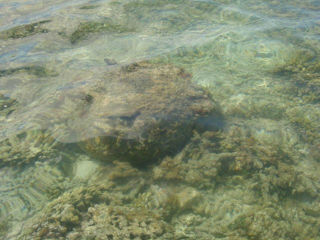 World War II mine on Pearl and Hermes Reef from above water surface. Picture