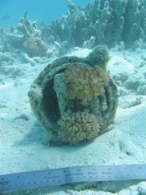 Debris from early Twentieth Century wreck on Pearl and Hermes Reef Picture