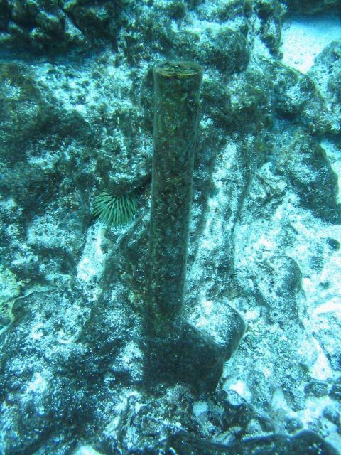 Copper fastener protruding from seafloor from early Nineteenth Century whaling vessel on Pearl and Hermes Reef. Picture