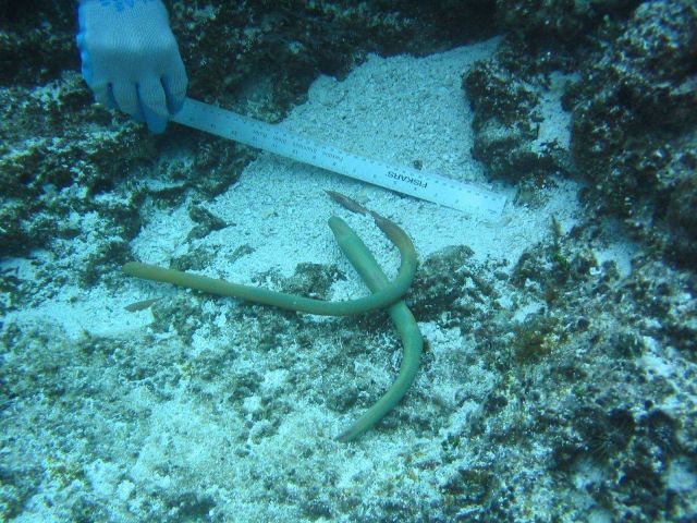 Copper hooks approximately 8-12 inches in length in a cavity in the coral Picture