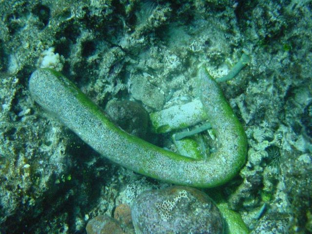 Large hook for lifting blubber from stripped whale to the rendering pot Picture